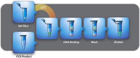 Procedure of Gel/PCR DNA Fragments Extraction Kit