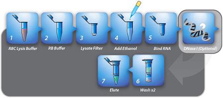 Procedure of Total RNA Extraction Kit Blood