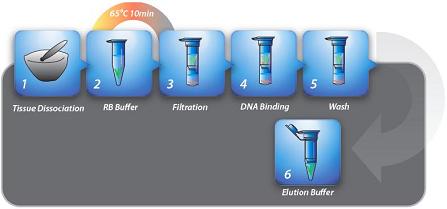 Procedure of Total RNA Extraction Kit Plant